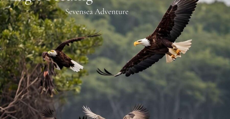 Langkawi: Half-Day Private Kilim River Mangrove Boat Tour - What the private format is worth