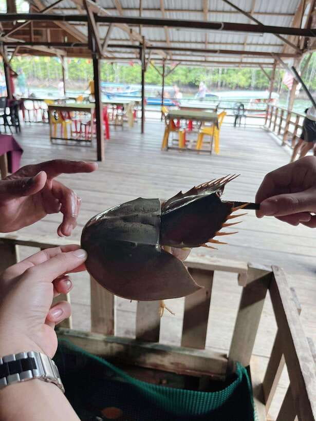 Langkawi: Half-Day Private Kilim River Mangrove Boat Tour - Crocodile Cave and the Monkey River