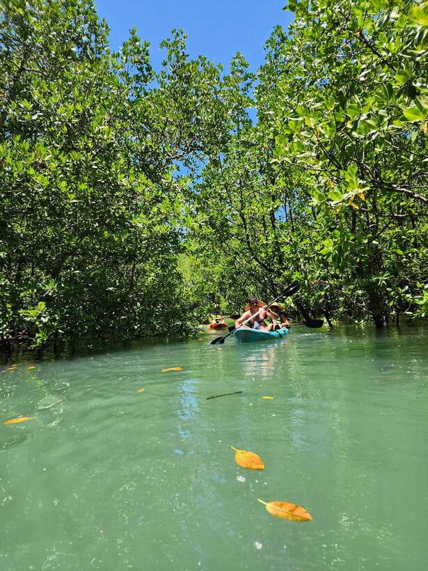 Langkawi : Kilim Geoforest Mangrove Kayak Tour with Lunch - Who will enjoy this four-hour outing