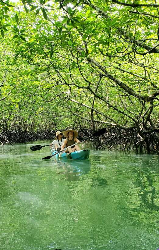 Langkawi : Kilim Geoforest Mangrove Kayak Tour with Lunch - Eagle watching without animal feeding
