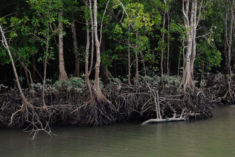 Langkawi: Kilim Geopark Mangrove Tour with Eagle Watching - Meeting at the AD Mangrove Tour counter