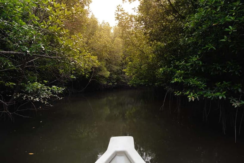 Langkawi: Kilim Geopark Mangrove Tour with Eagle Watching - Eagle watching without a staged show