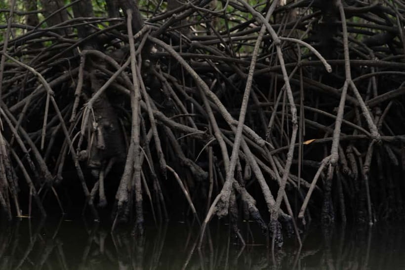 Langkawi: Kilim Geopark Mangrove Tour with Eagle Watching - Crocodile Cave and the short cave stops