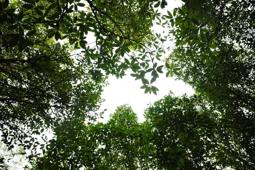 Langkawi: Kilim Geopark Mangrove Tour with Eagle Watching - What the $19 price really delivers