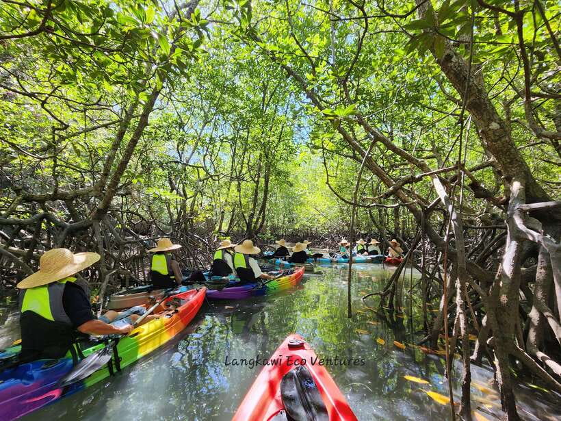 Langkawi : Kilim Mangrove Boat & Fun Kayak Tour with Lunch - Starting with the Mangrove River Cruise
