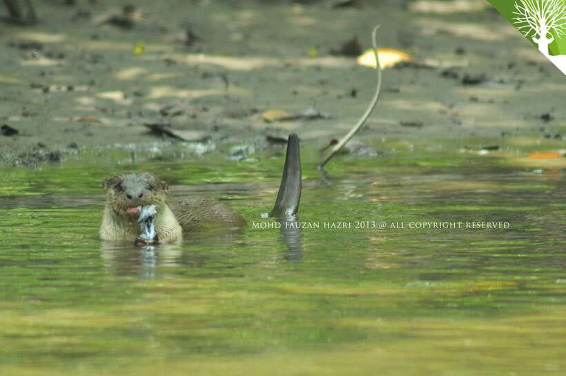 Langkawi: Kilim Mangrove Boat Tour with Lunch and Pickup - Why Kilim Geoforest Park is worth your morning