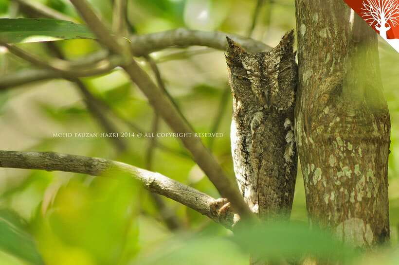 Langkawi: Kilim Mangrove Boat Tour with Lunch and Pickup - The boat route through mangrove channels