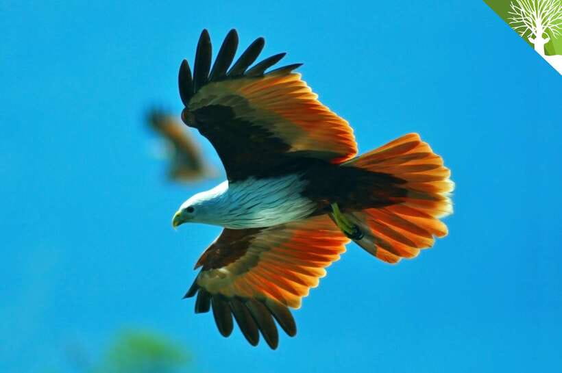Langkawi: Kilim Mangrove Boat Tour with Lunch and Pickup - Wildlife spotting, from eagles to mudskippers