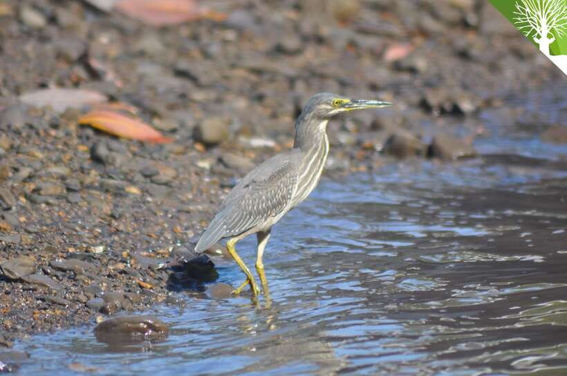 Langkawi: Kilim Mangrove Boat Tour with Lunch and Pickup - Limestone outcrops and the wider ecology