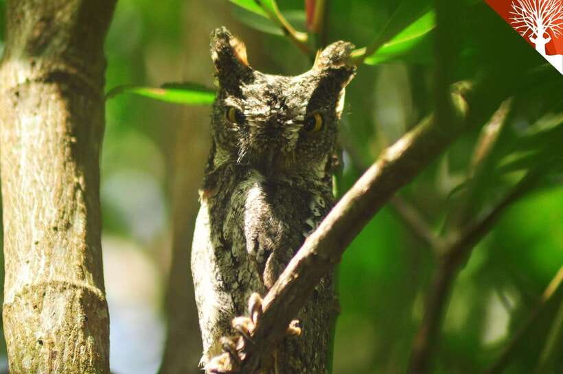Langkawi: Kilim Mangrove Boat Tour with Lunch and Pickup - The fish farm and floating-restaurant lunch