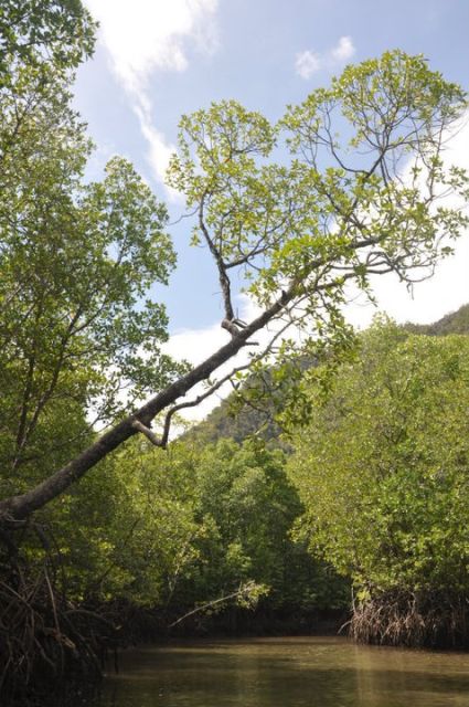 Langkawi: Kilim Mangrove Boat Tour with Lunch and Pickup - The 30-minute beach stop
