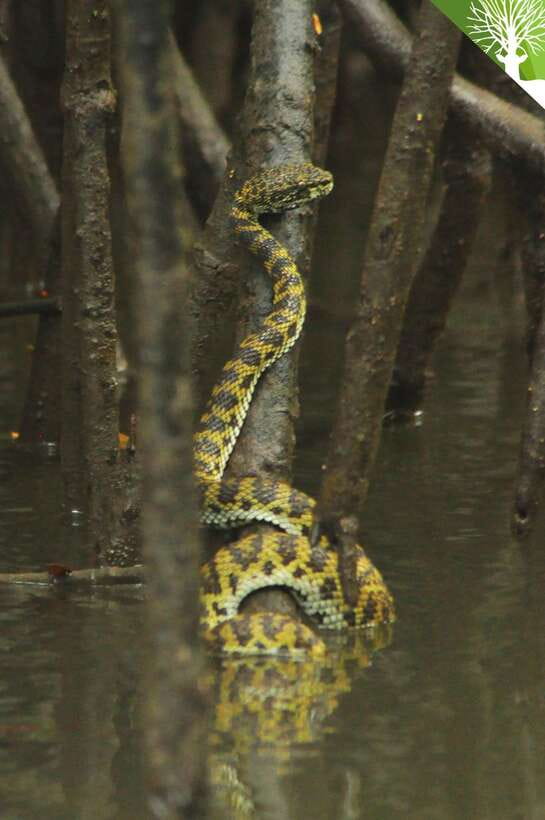 Langkawi: Kilim River Mangrove Safari Kayaking Tour - Why kayaking makes Kilim feel different
