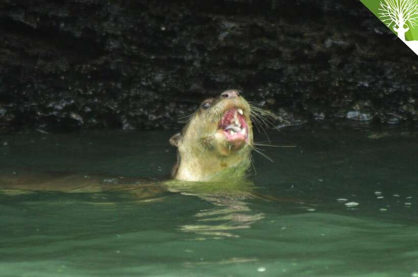 Langkawi: Kilim River Mangrove Safari Kayaking Tour - Bat Cave and the strange life of the mangroves