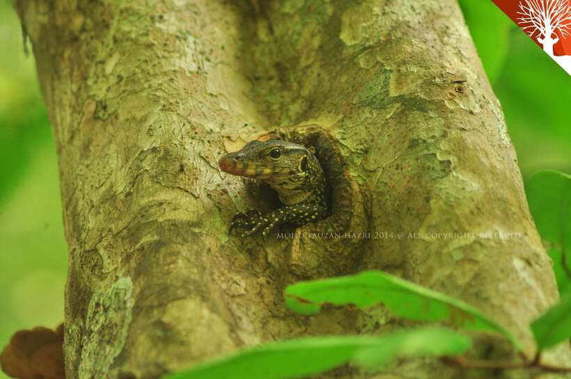 Langkawi: Kilim River Mangrove Safari Kayaking Tour - Tides decide your route