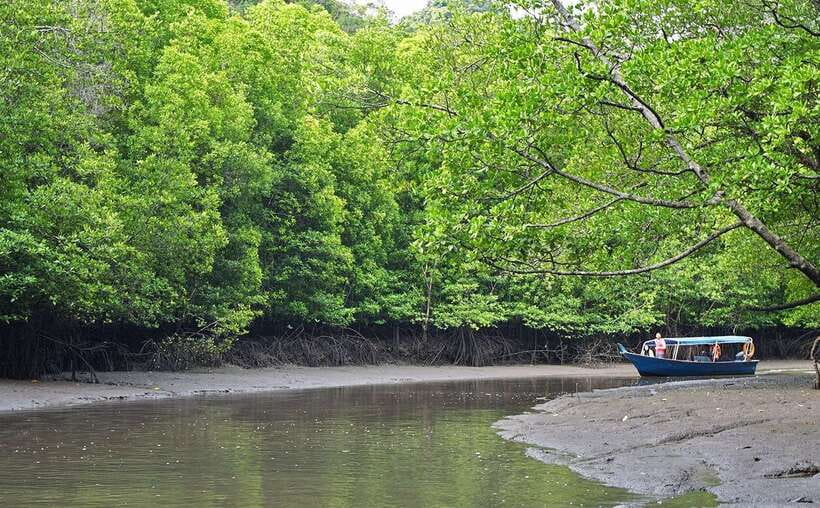 Langkawi: Mangrove Kilim UNESCO Geopark & Cave Tour - Entering the Kilim mangroves by boat