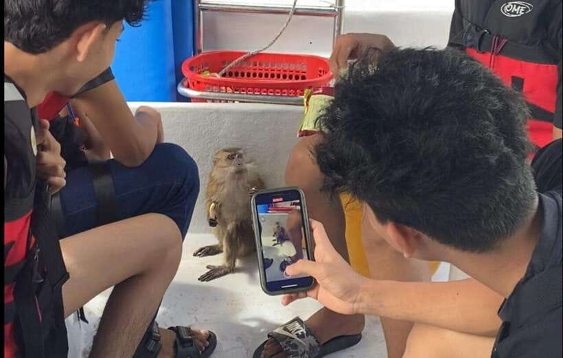 Langkawi Mangrove Monkey Package - The floating fish farm is more than a quick stop