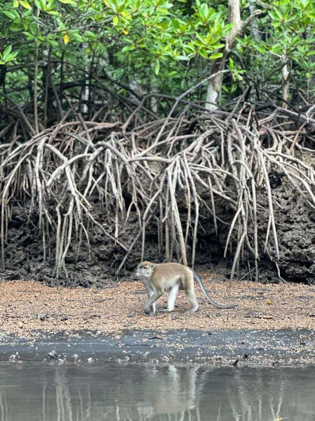 Langkawi Mangrove Monkey Package - How much value do you get for $37?