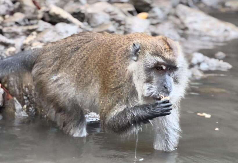 Langkawi Mangrove Monkey Package - Tanjung Rhu Jetty and the first boat ride