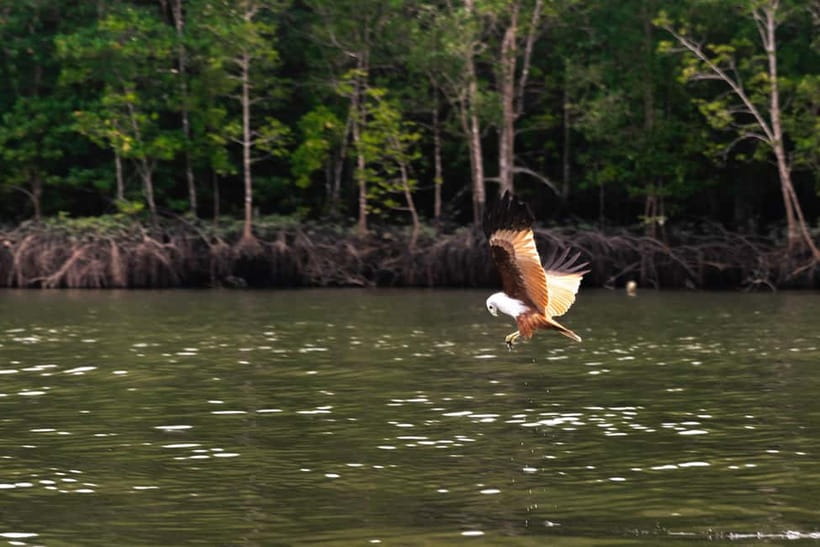Langkawi: Mangrove River Cruise Sharing 3 Hours - Slow channels and the work of the mangroves