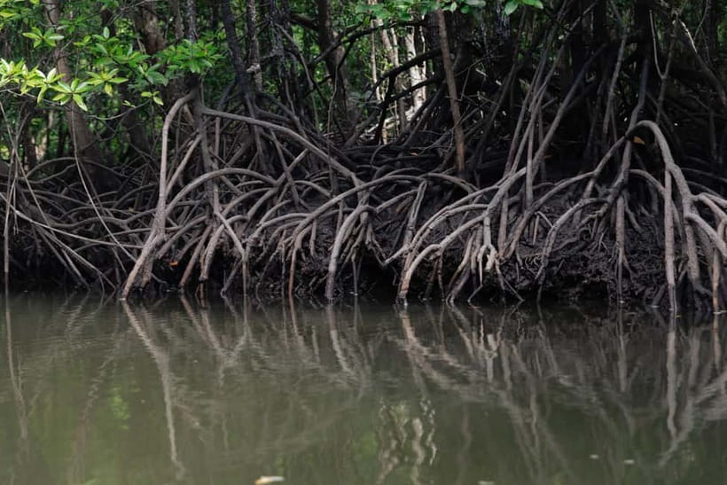 Langkawi: Mangrove River Cruise Sharing 3 Hours - Guides make a real difference