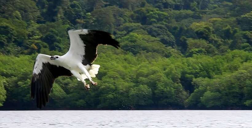 Langkawi: Mangrove Tour with Kilim Geoforest Park & Bat Cave - Key points to know before you go