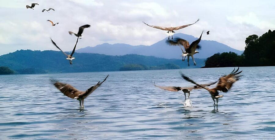 Langkawi: Mangrove Tour with Kilim Geoforest Park & Bat Cave - Mangrove channels, monkeys, and the eagle feeding area