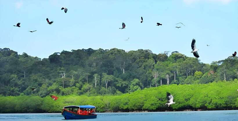 Langkawi: Mangrove Tour with Kilim Geoforest Park & Bat Cave - Crocodile Cave and the limits of the tide