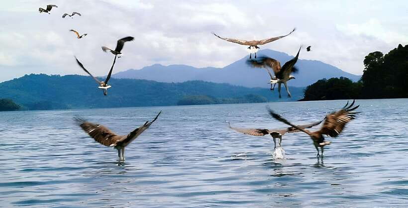 Langkawi: Mangrove Tour with Kilim Geoforest Park & Bat Cave - The floating fish farm and lunch stop