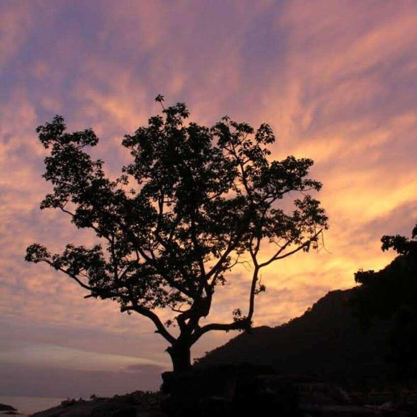 Langkawi: Nighttime Rainforest Tour with Nature Guide - From Gunung Raya’s base to the island’s highest point