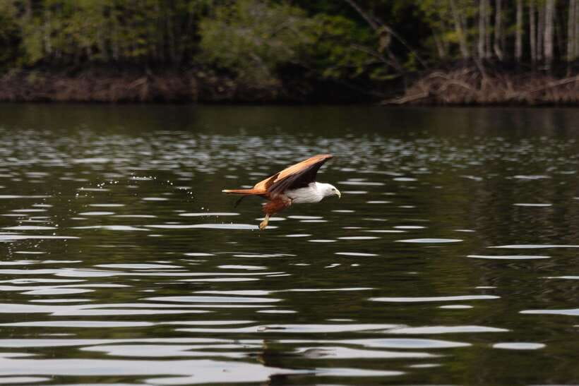Langkawi Royal Mangrove Tour with Snorkeling Package - Key points to know before you go