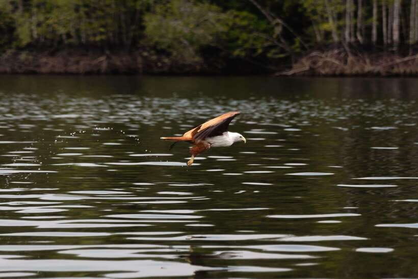 Langkawi Royal Mangrove Tour with Snorkeling Package - Snorkeling at Dangi Island