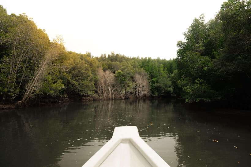 Langkawi Royal Mangrove Tour with Snorkeling Package - Who will enjoy this three-hour outing
