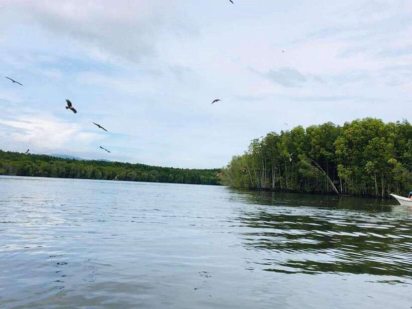 Langkawi: Tanjung Rhu Mangrove Speedboat Tour - Speedboat routes through Tanjung Rhu’s mangroves