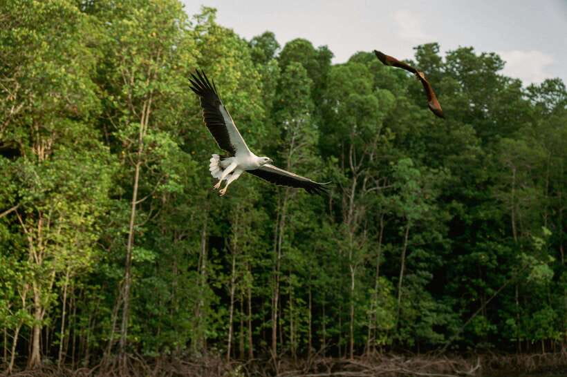 Langkawi: Tanjung Rhu Mangrove Speedboat Tour - Bat Cave and the extra entrance fee