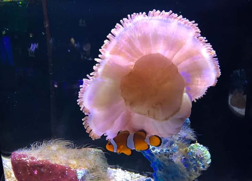 Langkawi: Underwater World Langkawi Entry Ticket - Key points at a glance