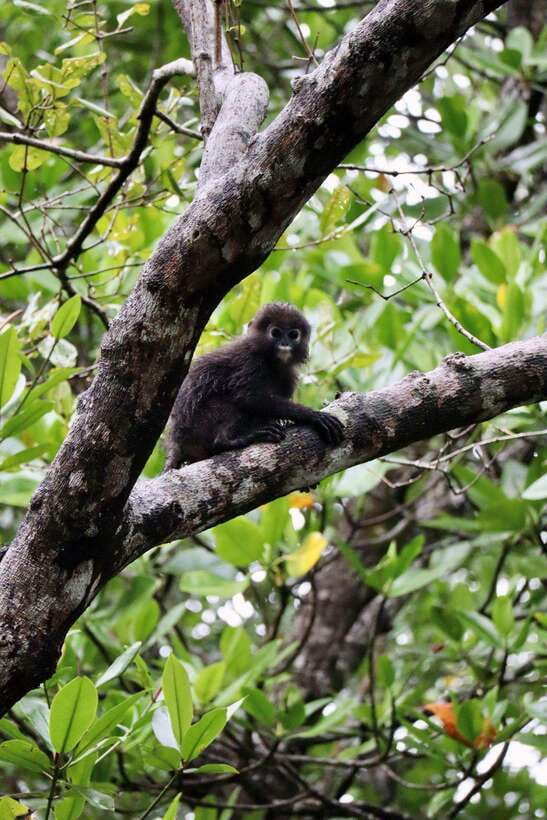 Langkawi: UNESCO Global Geopark Mangrove Cruise - Why this Langkawi mangrove cruise is different