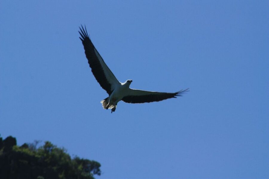 Langkawi: UNESCO Global Geopark Mangrove Cruise - What you may see, and what you may not