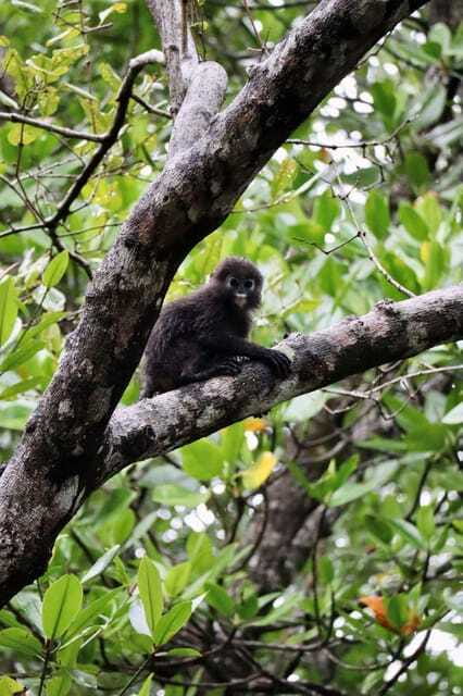 Langkawi: UNESCO Global Geopark Mangrove Cruise - The guides are the heart of the experience