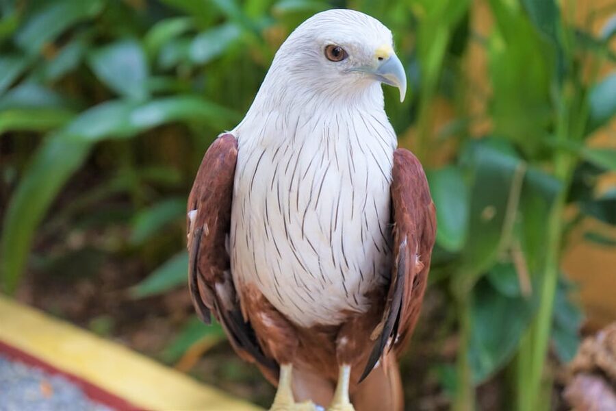 Langkawi: Wildlife Park Admission Ticket - Why the Covered Park Design Matters in Langkawi
