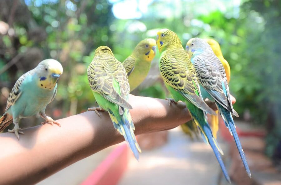 Langkawi: Wildlife Park Admission Ticket - The Aviary: Parrots, Hornbills, and Close Bird Views