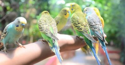 Wildlife Park Admission Ticket