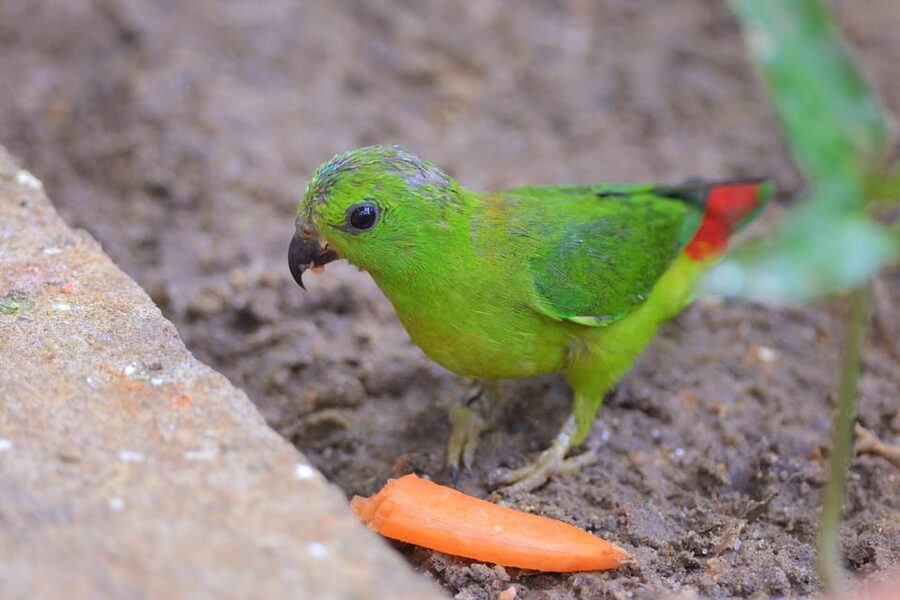 Langkawi: Wildlife Park Admission Ticket - Feeding Time and Hands-On Animal Encounters