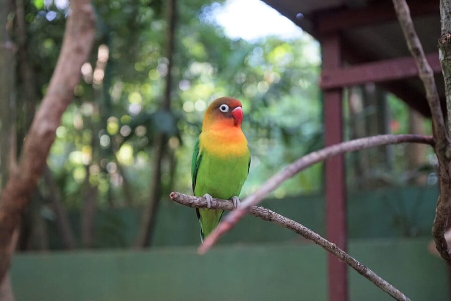 Langkawi: Wildlife Park Admission Ticket - How Much Time and Money Should You Allow?