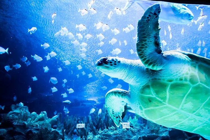 Malaysia: Aquaria KLCC Entry Ticket - What you see inside the aquarium