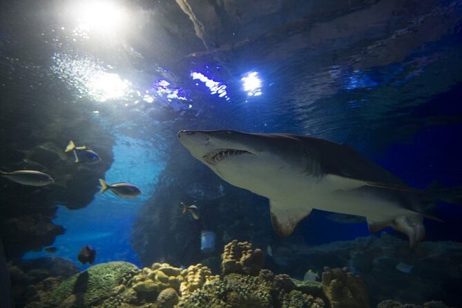 Malaysia: Aquaria KLCC Entry Ticket - Who will enjoy this aquarium most