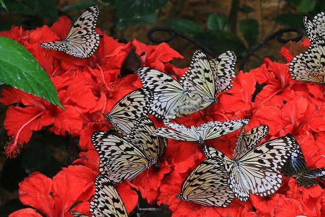Malaysia: Discover Nature's Wonders with Entopia Entry Ticket - Who will enjoy Entopia most?