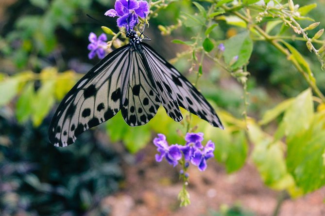 Malaysia: Discover Nature's Wonders with Entopia Entry Ticket - My call: book it for a relaxed half-day in Penang