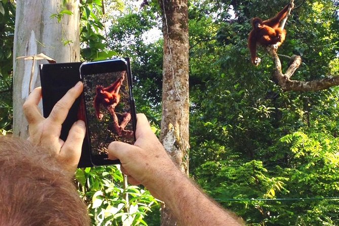 Marvellous Creature Orangutan : Sarawak Semenggoh Wildlife Centre Tour - The one-hour question you should ask