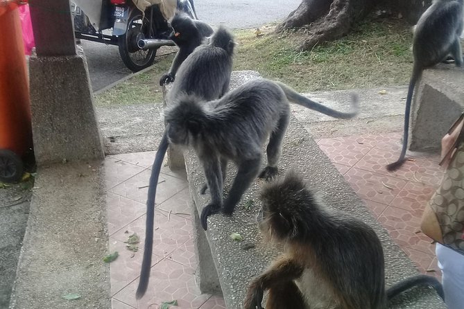 Monkey Hill, Eagle &Firefly Tour+Free Batu Caves Visit.(Per Car) - Batu Caves as the opening stop