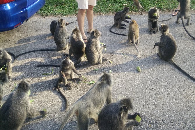 Monkey Hill, Eagle &Firefly Tour+Free Batu Caves Visit.(Per Car) - Fireflies after dark